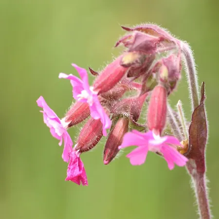 In With Roof Terrace,garden Furniture Geesteren