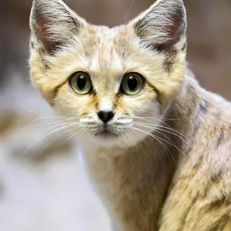 In With Roof Terrace,garden Furniture Holiday home