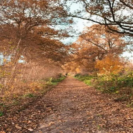 In With Roof Terrace,garden Furniture 別荘