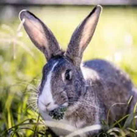 In With Roof Terrace,garden Furniture