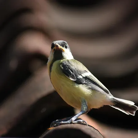別荘 In With Roof Terrace,garden Furniture Geesteren