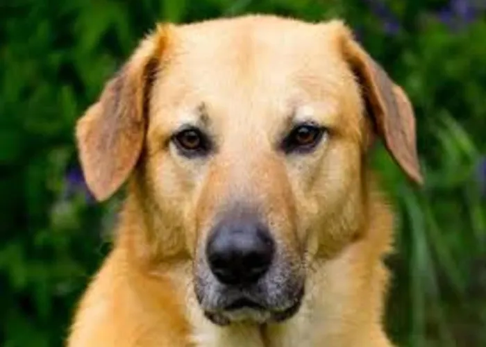 Ferienhaus In With Roof Terrace,garden Furniture