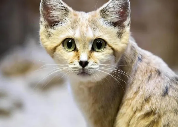 In With Roof Terrace,garden Furniture Ferienhaus