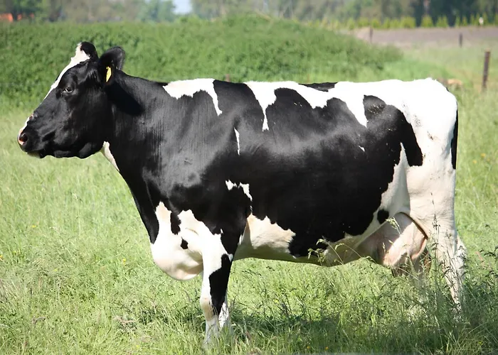 In With Roof Terrace,garden Furniture Semesterbostad