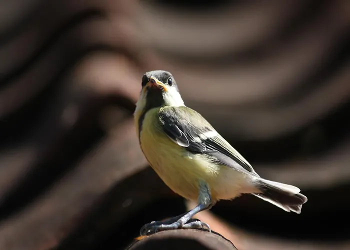 In With Roof Terrace,garden Furniture Geesteren (Overijssel)