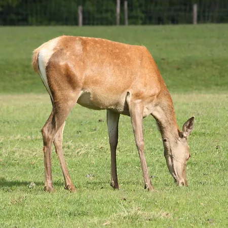 In With Roof Terrace,garden Furniture בית נופש Geesteren (Overijssel)