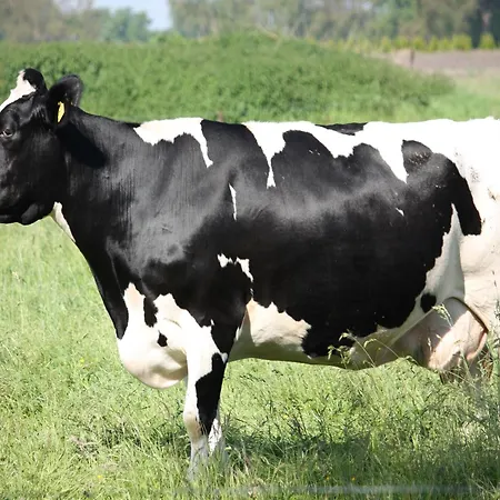 In With Roof Terrace,garden Furniture בית נופש