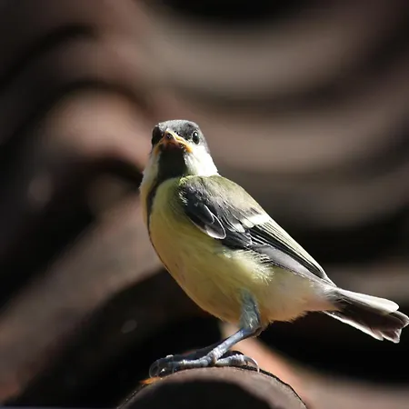 In With Roof Terrace,garden Furniture Geesteren (Overijssel)