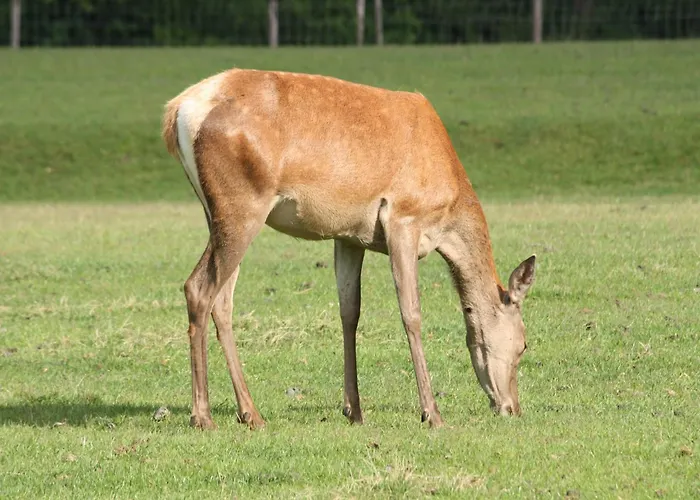 In With Roof Terrace,garden Furniture Сasa de vacaciones Geesteren (Overijssel)