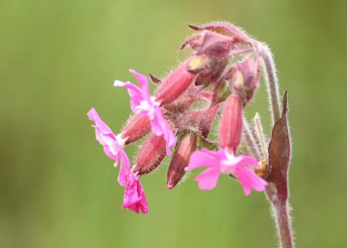 In With Roof Terrace,garden Furniture Geesteren (Overijssel)