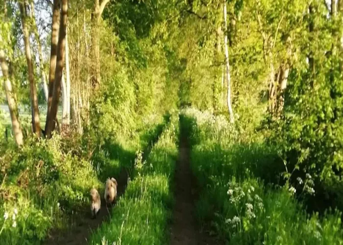 In With Roof Terrace,garden Furniture * Geesteren (Overijssel)