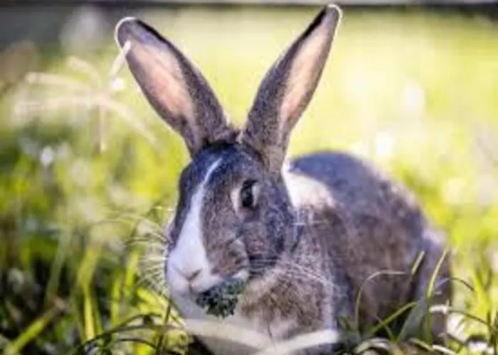 In With Roof Terrace,garden Furniture
