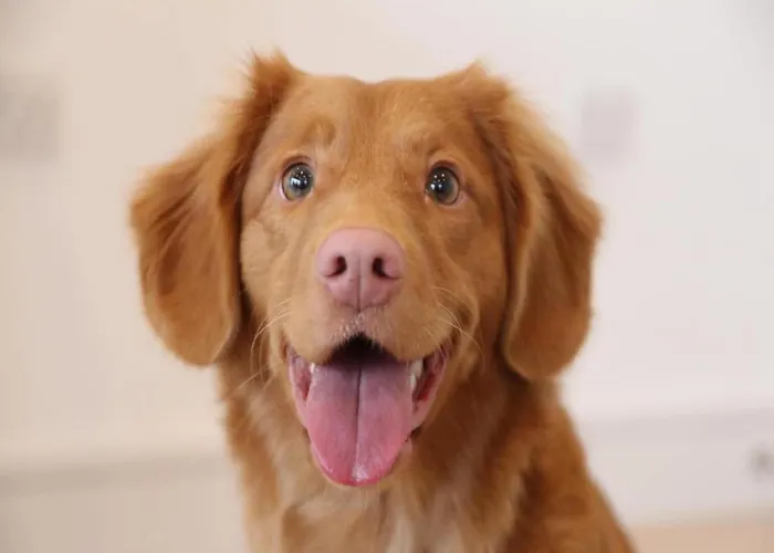 In With Roof Terrace,garden Furniture *